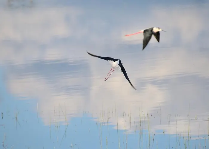Cruces De Caminos Plasence
